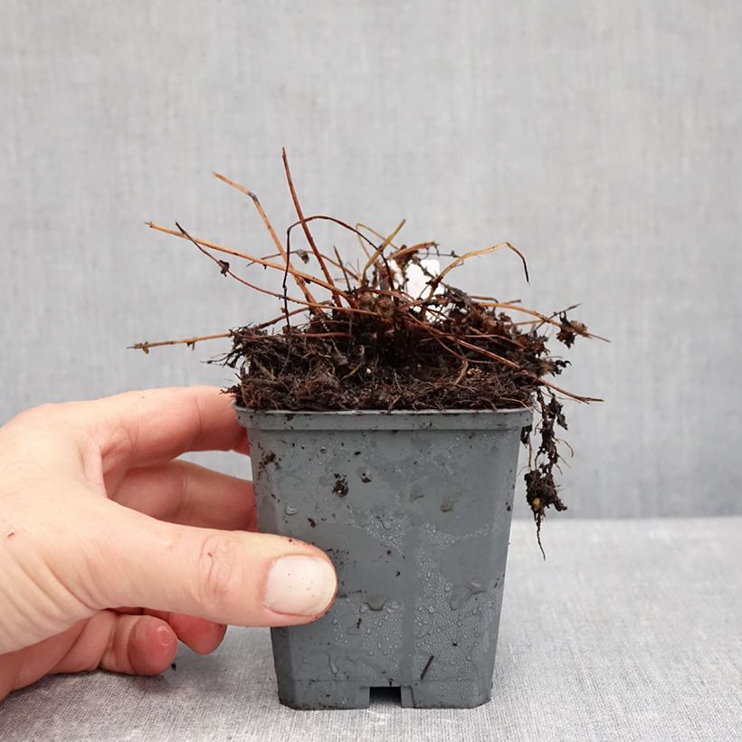 Ejemplar de Athyrium filix-femina Frizelliae - Helecho hembra Maceta de 8/9 cm entregado en otoño