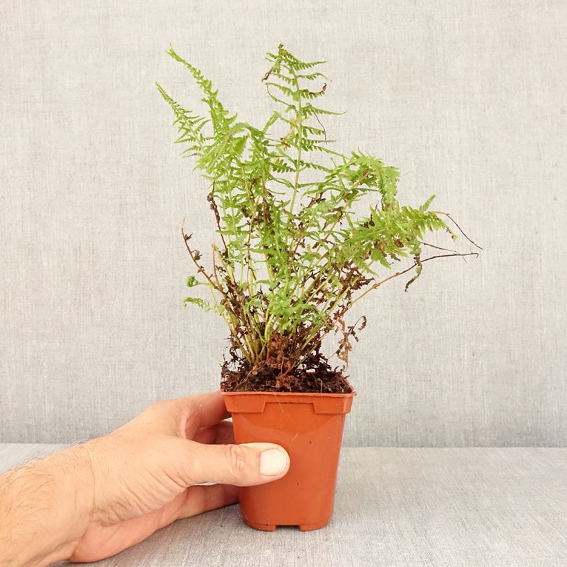 Ejemplar de Athyrium filix-femina Victoriae - Helecho hembra Maceta de 8/9 cm entregado en otoño