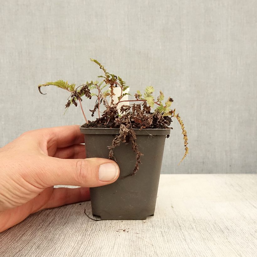 Ejemplar de Athyrium niponicum Burgundy Lace - Helecho pintado japonés Maceta de 8/9 cm entregado en otoño