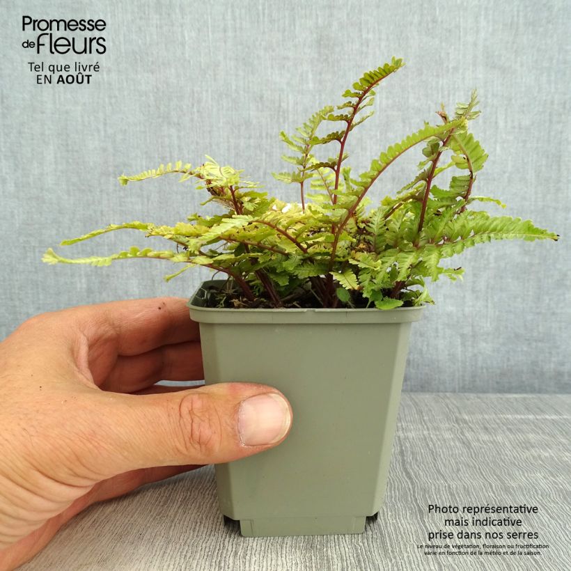 Ejemplar de Athyrium niponicum Crested Surf - Helecho pintado japonés Maceta de 8/9 cm entregado en verano