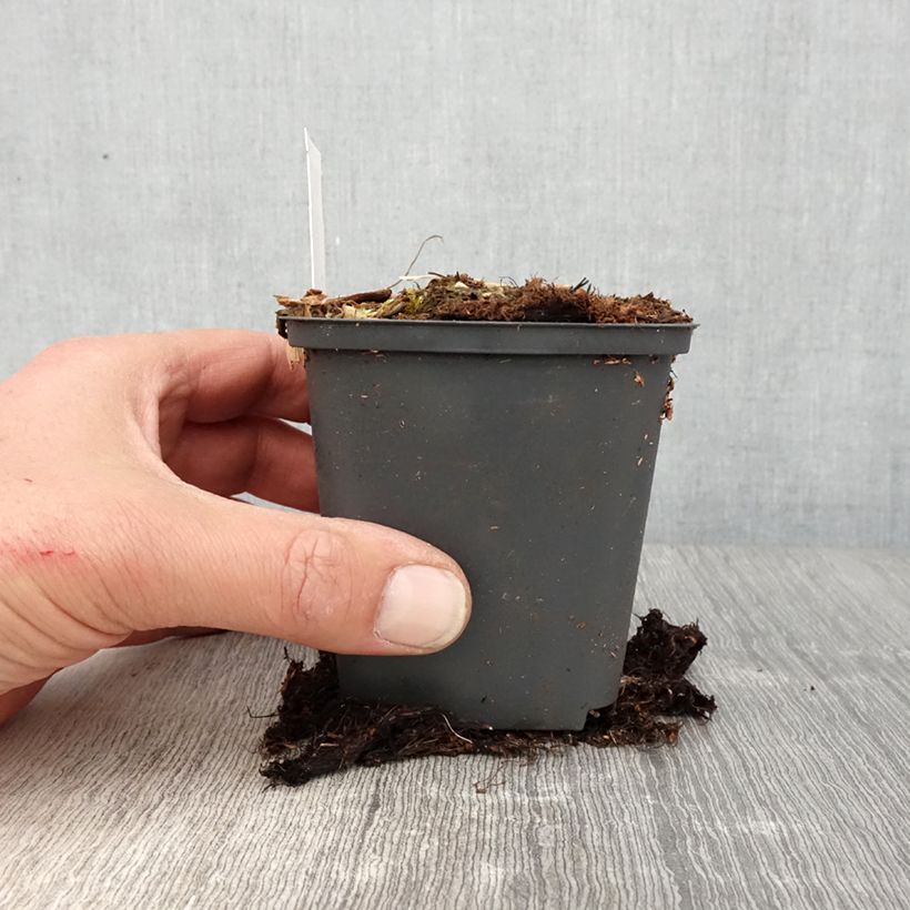 Athyrium niponicum Crested Surf - Helecho pintado japonés Maceta de 8/9 cm Ejemplar entregado en la primavera