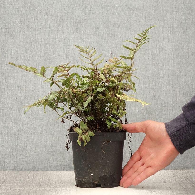 Ejemplar de Athyrium niponicum var. pictum - Helecho pintado japonés Maceta 2L/3L entregado en verano