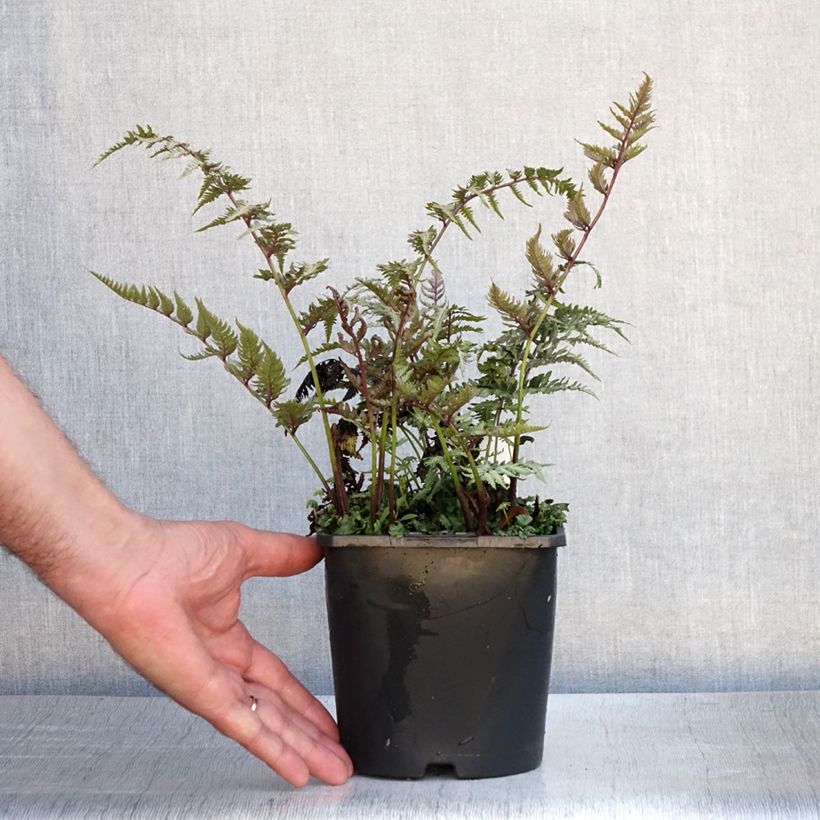 Ejemplar de Athyrium niponicum var. pictum Metallicum - Helecho pintado japonés Maceta 2L/3L entregado en verano