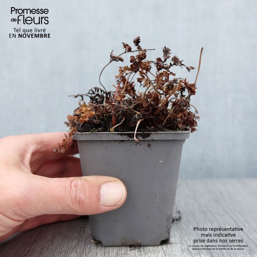 Ejemplar de Athyrium niponicum Ursula's red - Helecho pintado japonés Maceta de 8/9 cm entregado en otoño