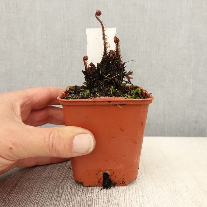 Athyrium otophorum var. okanum - Helecho Maceta de 8/9 cm Ejemplar entregado en la primavera