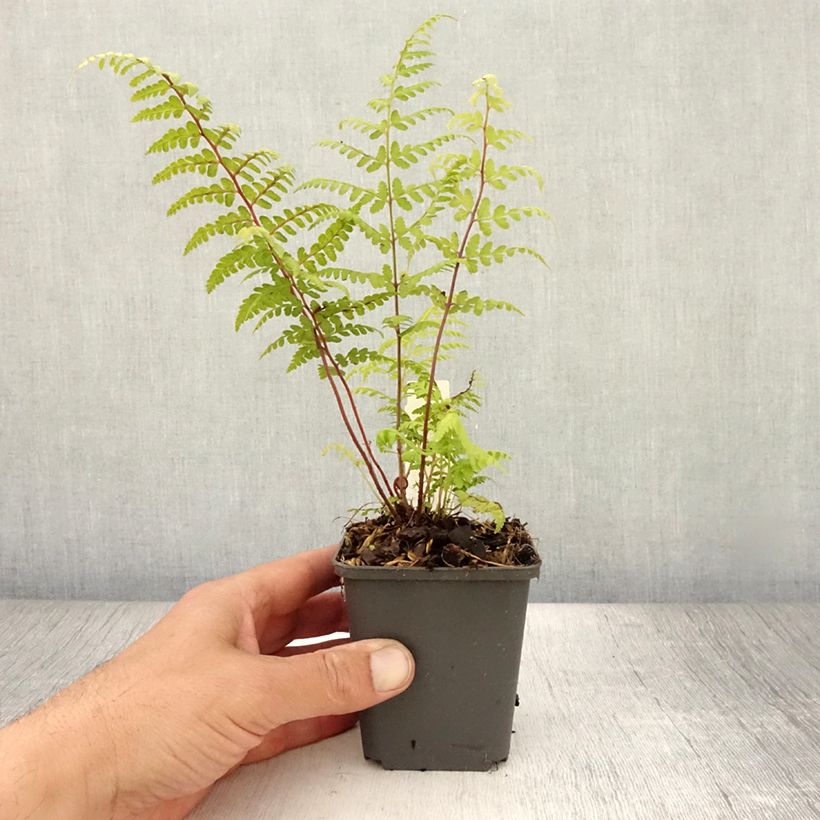 Ejemplar de Athyrium vidalii - Helecho de Vidal Maceta de 8/9 cm entregado en verano