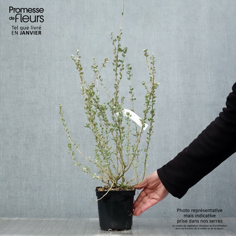 Atriplex halimus - Orgaza Maceta 1,5L/2L Ejemplar entregado en invierno