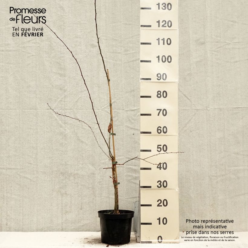 Crataegus Princesse Sturdza - Espino Maceta 4L/5L Ejemplar entregado en invierno