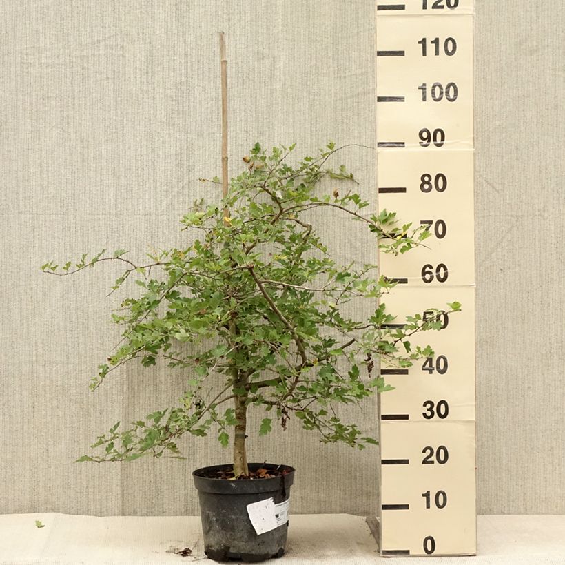 Ejemplar de Aubépine - Crataegus monogyna Xanthocarpa Maceta 3L/4L entregado en verano