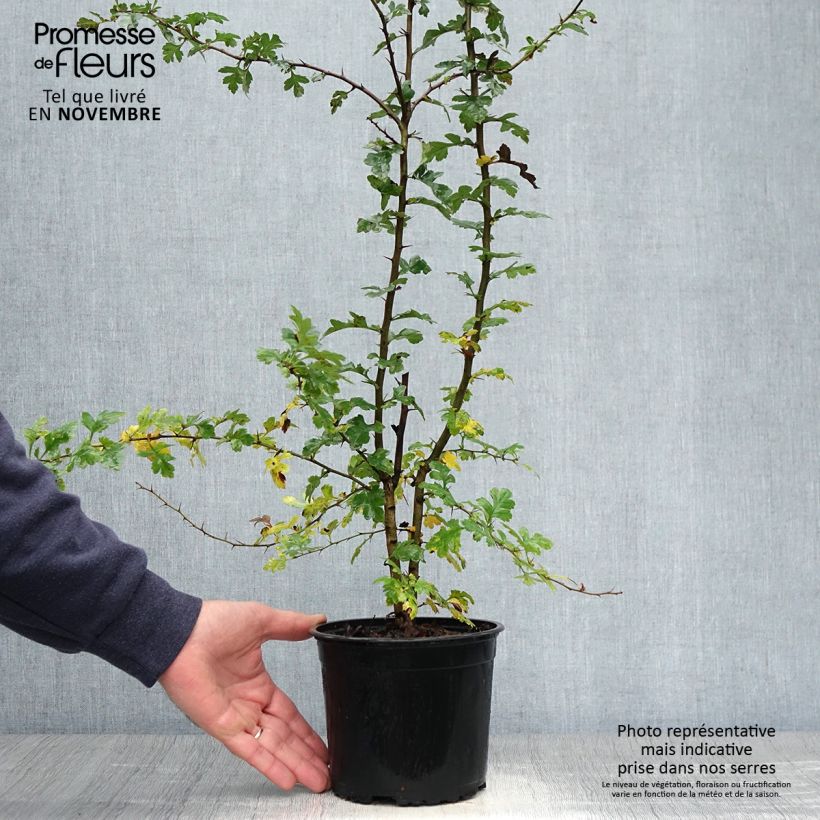 Ejemplar de Espino albar - Crataegus monogyna Maceta 2L/3L entregado en otoño