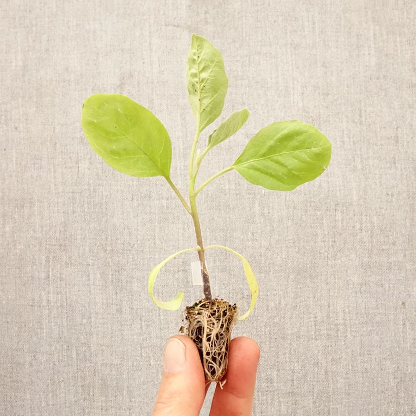 Berenjena Bonica Bio minicepellón: Ø 1,5/2,5 cm Ejemplar entregado en la primavera