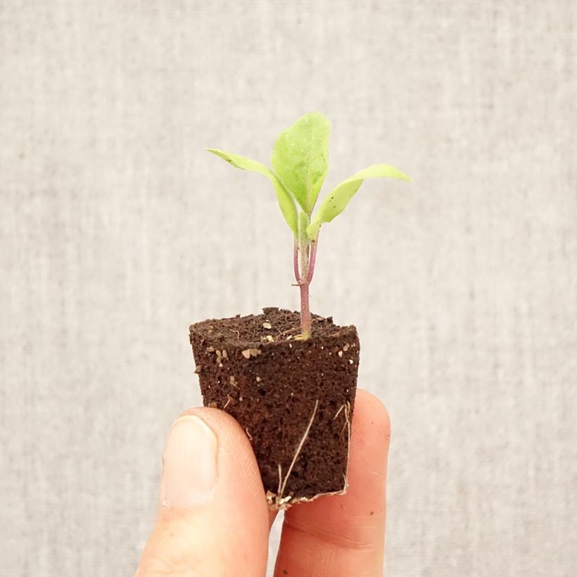 Berenjena Patio Baby F1 (plantas) minicepellón: Ø 3/4 cm Ejemplar entregado en la primavera