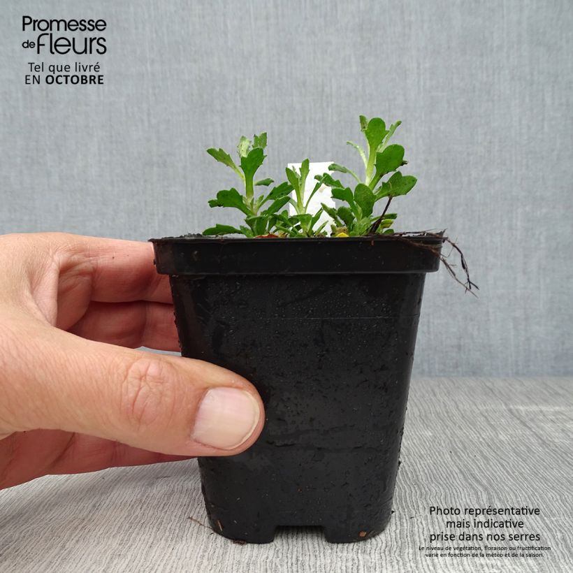 Ejemplar de Aubrieta Bressingham Red Maceta de 8/9 cm entregado en otoño