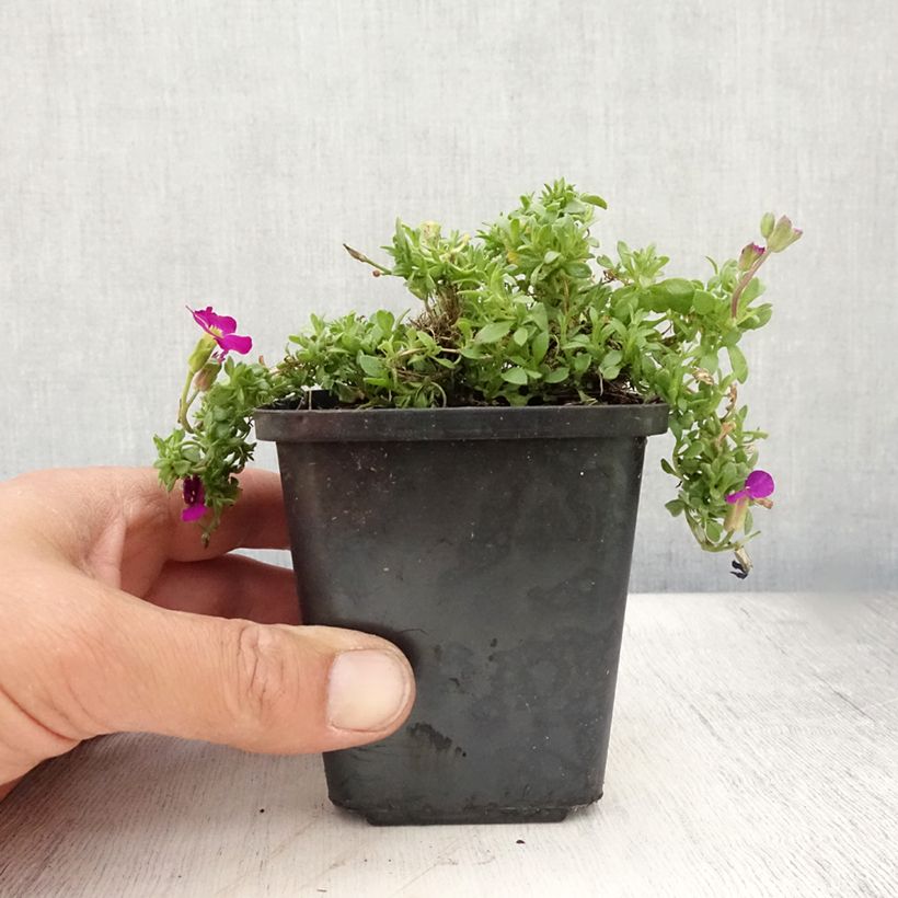 Ejemplar de Aubrieta Bressingham Red Maceta de 8/9 cm entregado en verano