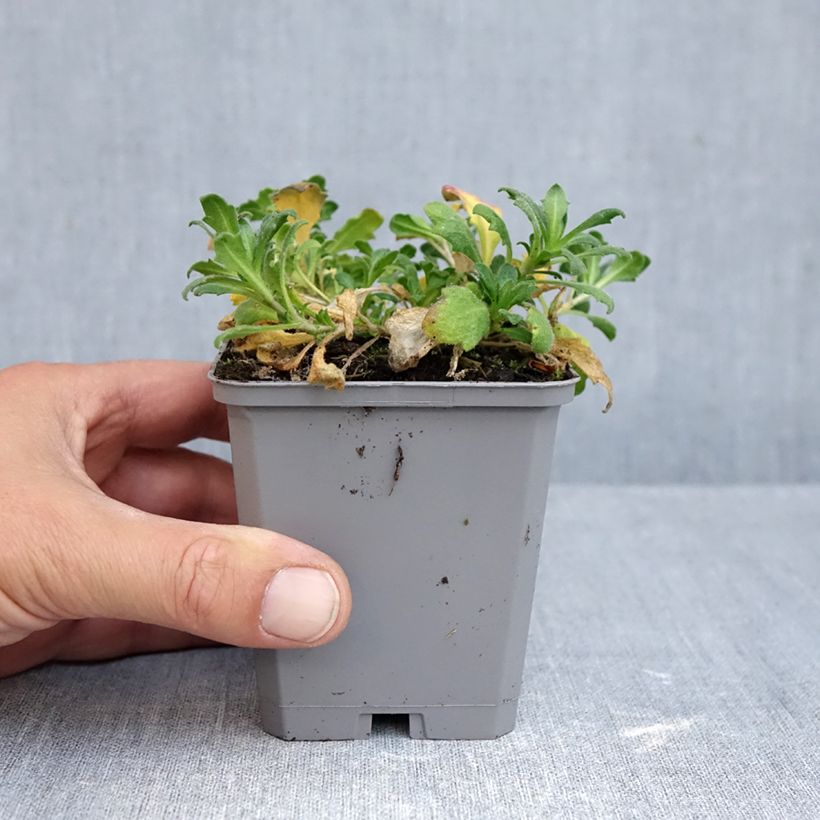 Ejemplar de Aubrieta Royal Blue Maceta de 8/9 cm entregado en otoño