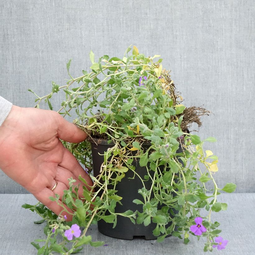 Aubrieta Cascade Blue Maceta 2L/3L Ejemplar entregado en la primavera