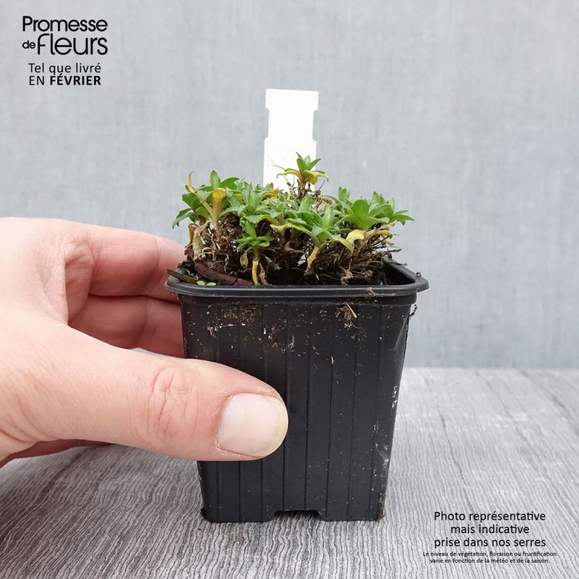 Aubrieta Rose-Red Maceta de 8/9 cm Ejemplar entregado en invierno