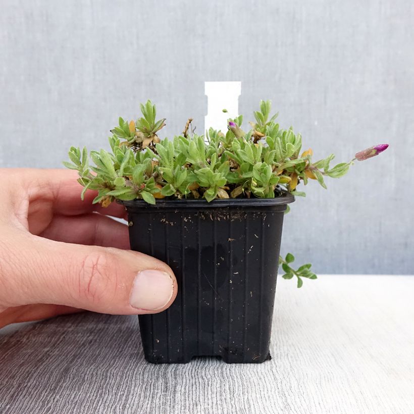 Aubrieta Rose-Red Maceta de 8/9 cm Ejemplar entregado en la primavera