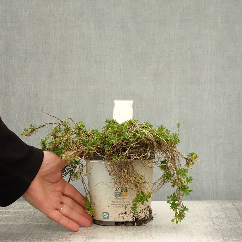 Ejemplar de Aubrieta Kitte White Maceta 2L/3L entregado en otoño