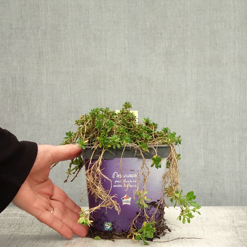 Ejemplar de Aubrieta Kitte Blue Maceta 2L/3L entregado en otoño