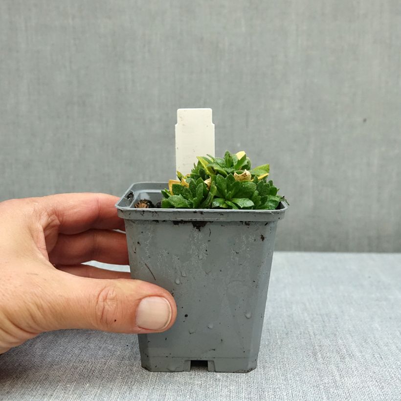 Ejemplar de Aubrieta Kitte Blue Maceta de 8/9 cm entregado en otoño