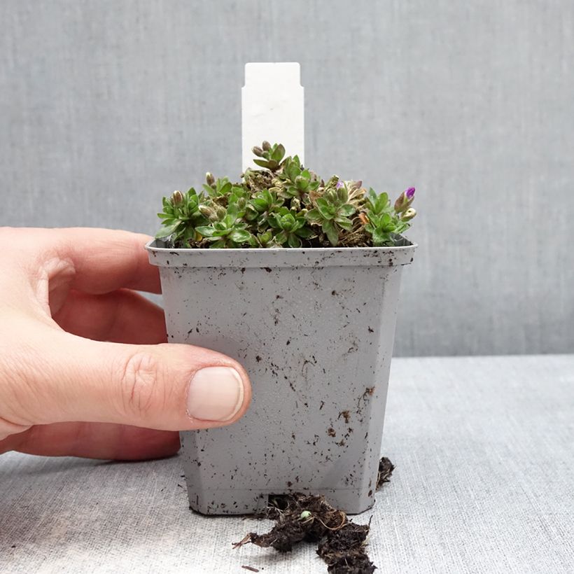 Aubrieta Kitte Blue Maceta de 8/9 cm Ejemplar entregado en invierno