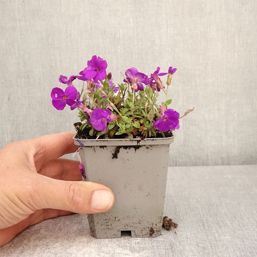 Aubrieta Kitte Blue Maceta de 8/9 cm Ejemplar entregado en la primavera