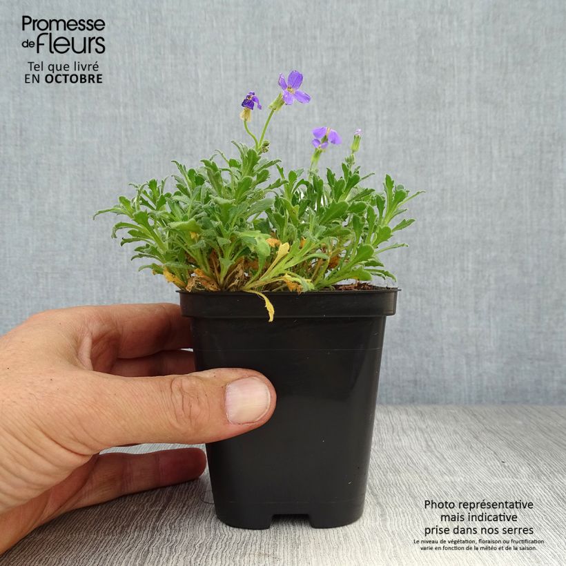Ejemplar de Aubrieta Hamburger Stadtpark Maceta de 8/9 cm entregado en otoño
