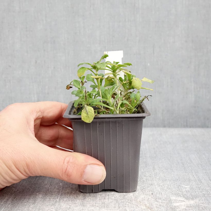 Aubriète Pixie Pearls - Aubrieta cultorum Maceta de 8/9 cm Ejemplar entregado en invierno