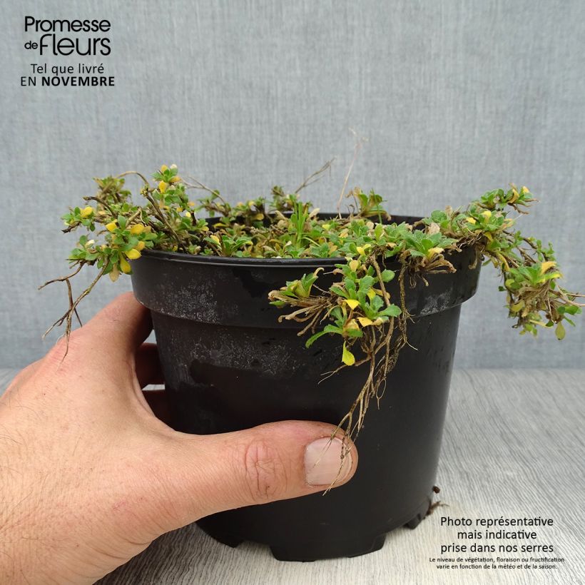 Ejemplar de Aubrieta Cascade Red Maceta 2L/3L entregado en otoño