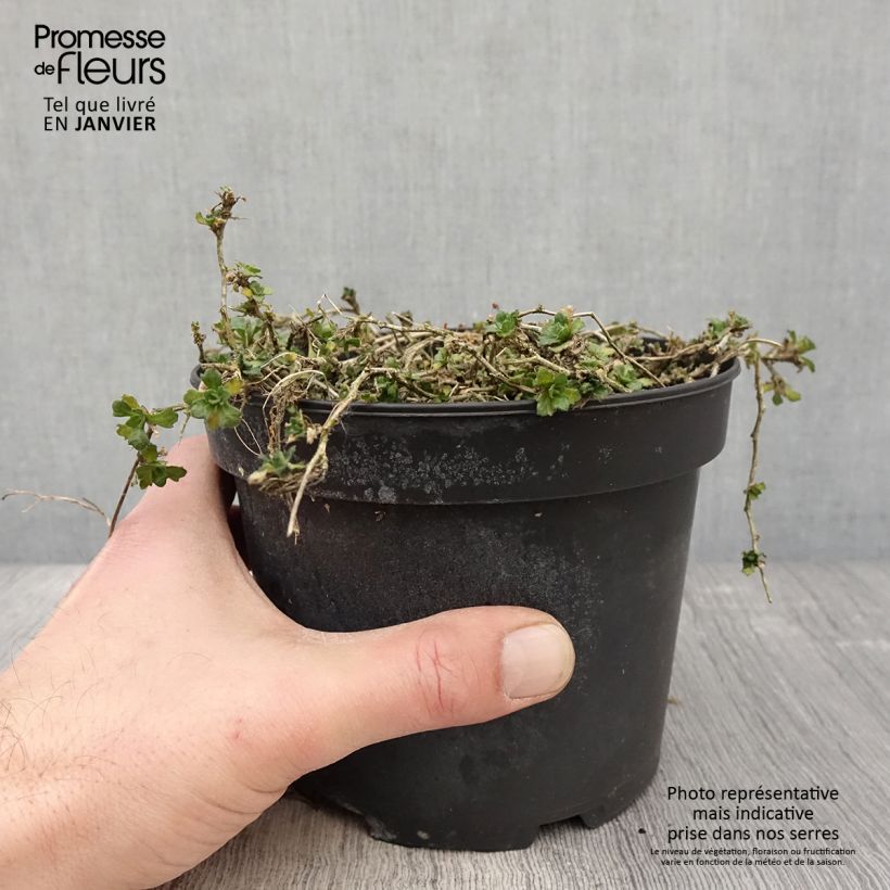 Aubrieta Cascade Red Maceta 2L/3L Ejemplar entregado en invierno