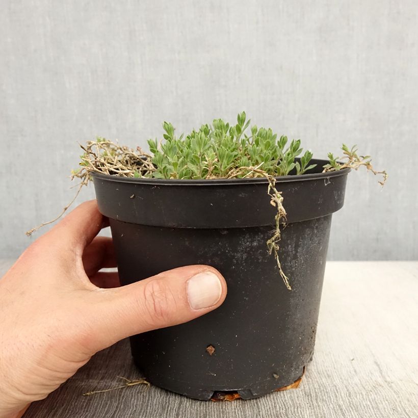 Aubrieta Cascade Red Maceta 2L/3L Ejemplar entregado en la primavera