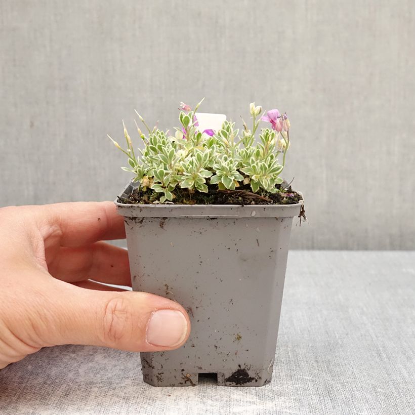 Aubriète Silberrand - Aubrieta Maceta de 8/9 cm Ejemplar entregado en la primavera