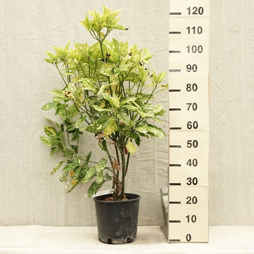 Ejemplar de Aucuba japonica Crotonifolia Maceta 7,5L/10L entregado en verano
