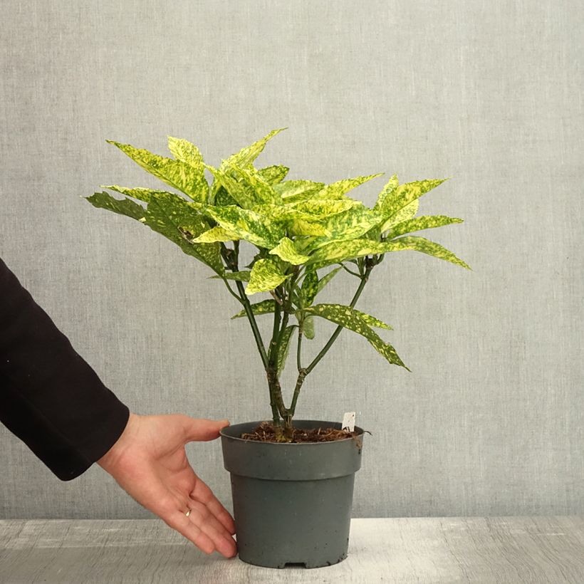 Ejemplar de Aucuba japonica Golden King Maceta 2L/3L entregado en otoño