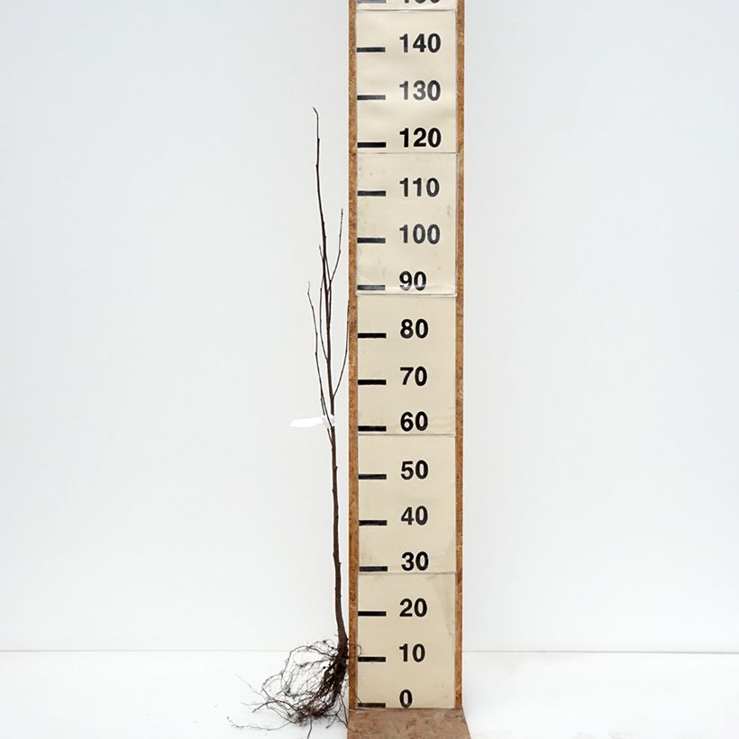 Aliso gris - Alnus incana Raíces desnudas Ejemplar entregado en invierno