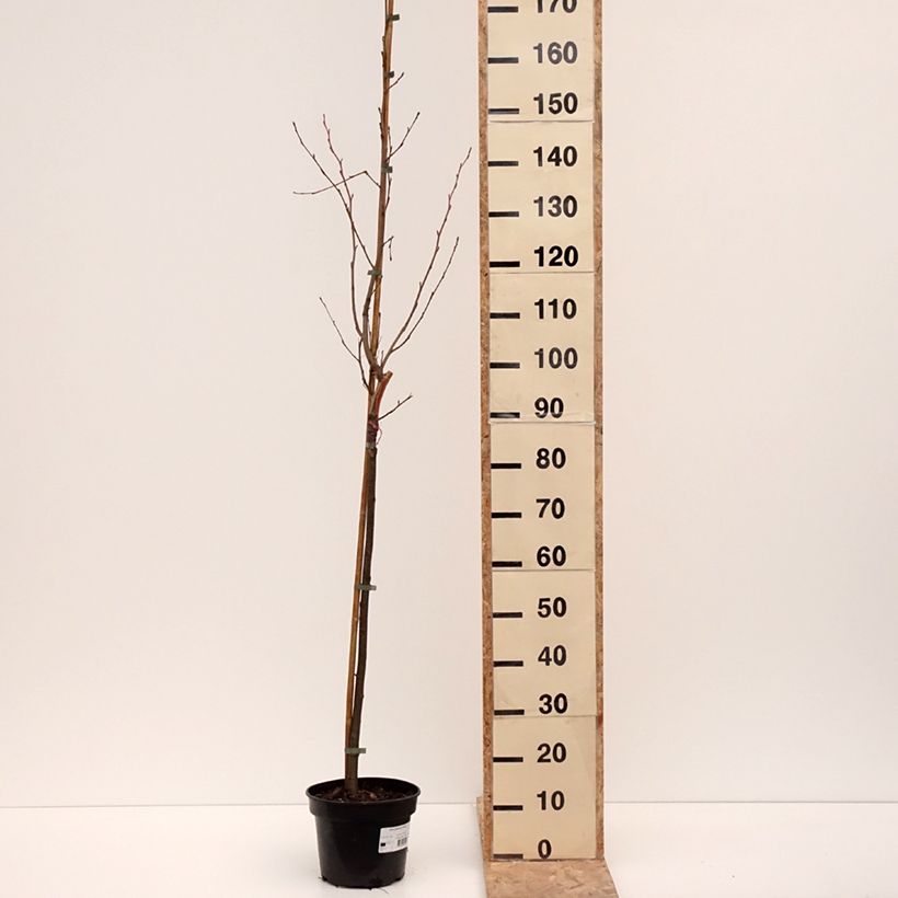 Aliso común Aurea - Alnus glutinosa Maceta 4L/5L Ejemplar entregado en invierno