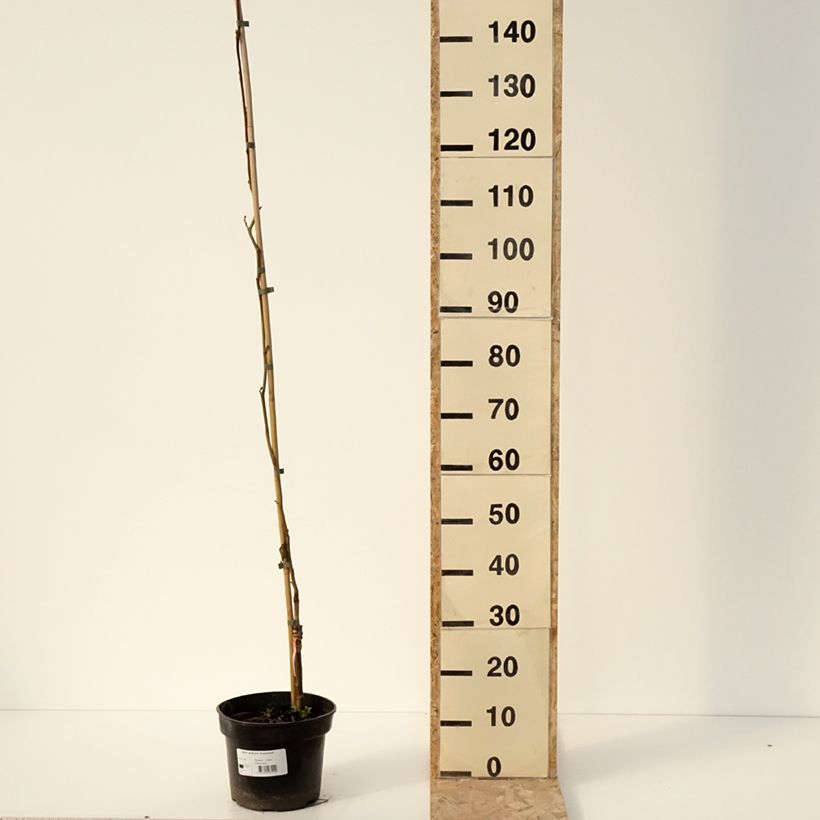 Aliso común Greenwood - Alnus glutinosa Maceta 4L/5L Ejemplar entregado en invierno