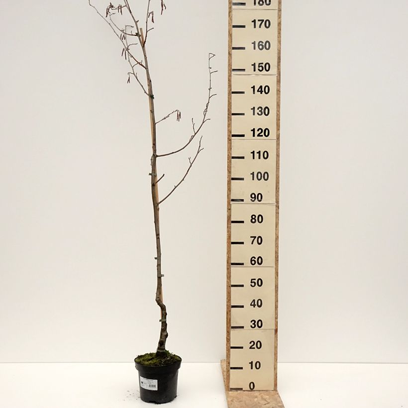 Aliso común Luszyn - Alnus glutinosa Maceta 12L/15L Ejemplar entregado en invierno