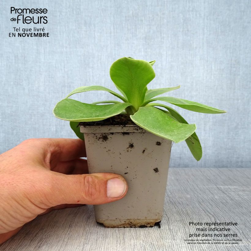 Ejemplar de Primula pubescens Maceta de 8/9 cm entregado en otoño