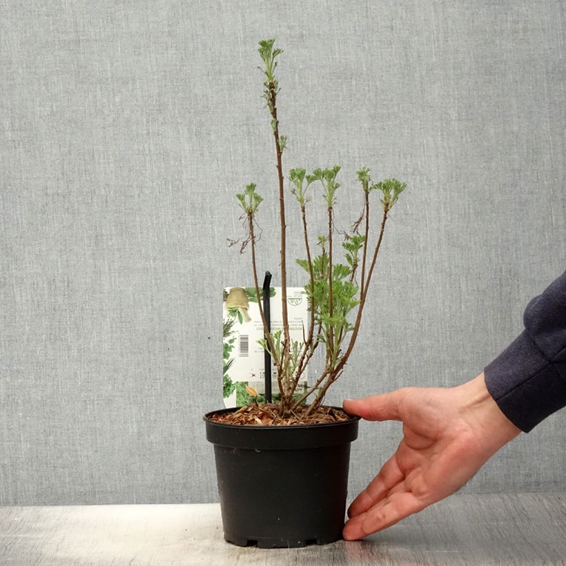 Artemisia abrotanum - Abrótano macho Maceta 1,5L/2L Ejemplar entregado en la primavera