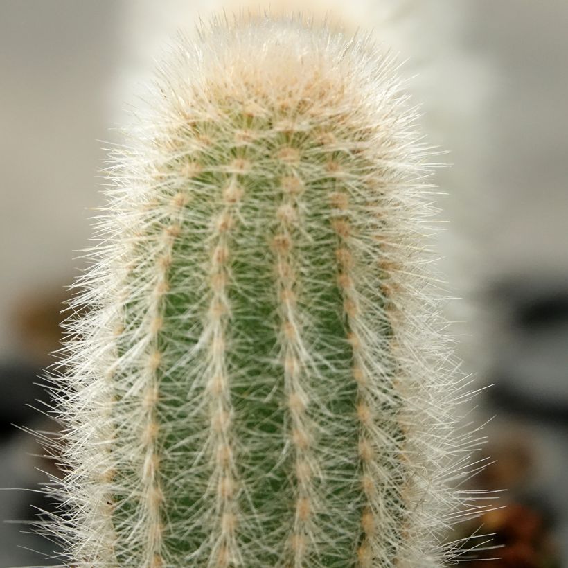 Austrocephalocereus dybowskii - Cactus (Follaje)