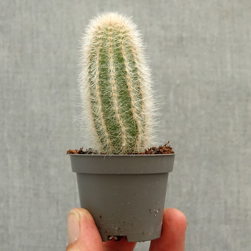 Austrocephalocereus dybowskii - Cactus miniplanta Ejemplar entregado en la primavera