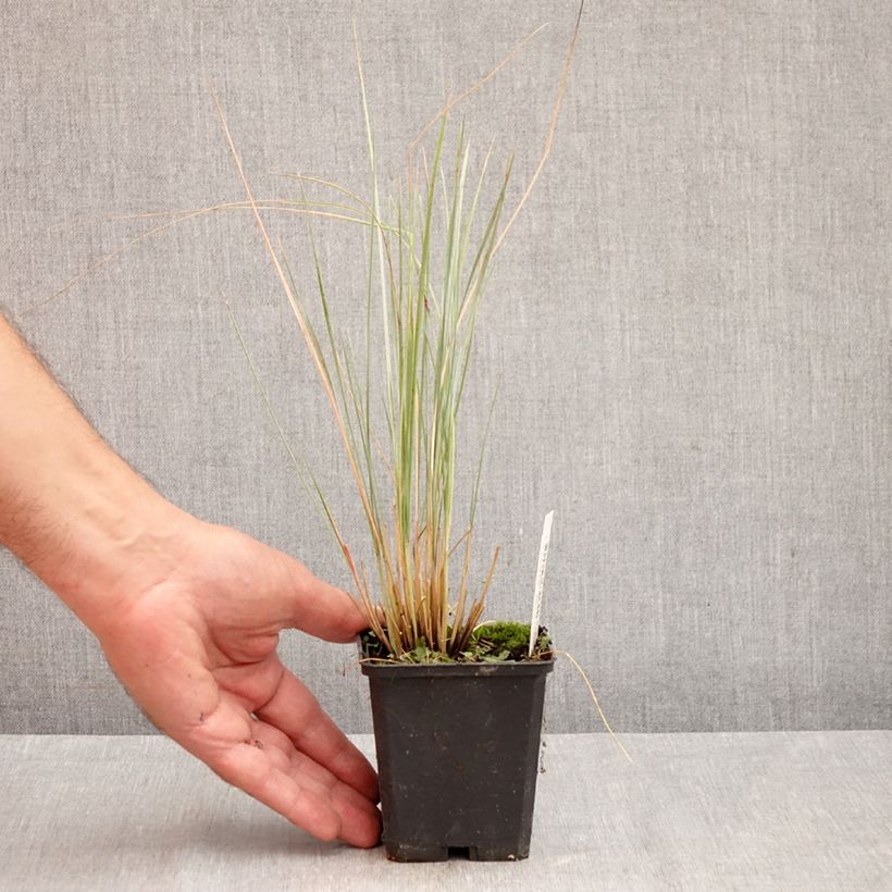 Ejemplar de Helictotrichon sempervirens - Avena Azul Maceta de 8/9 cm entregado en otoño