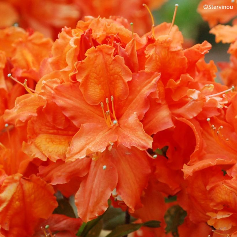 Azalea mollis Orangeade (Floración)