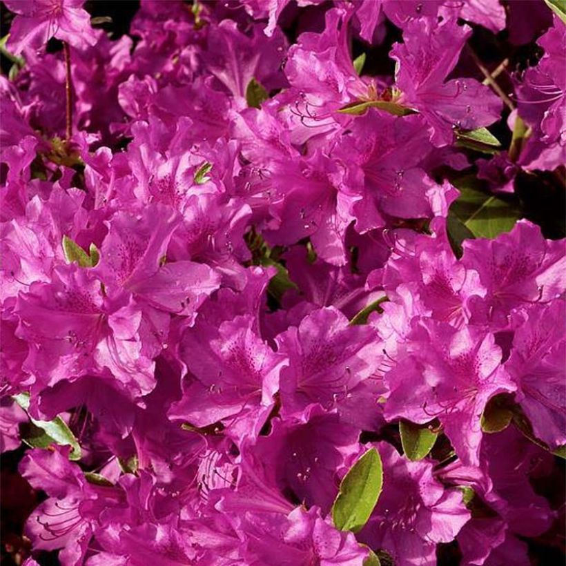 Azalea Purple Splendor (Floración)