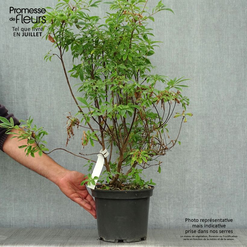 Ejemplar de Azalea canescens Maceta 4L/5L entregado en verano