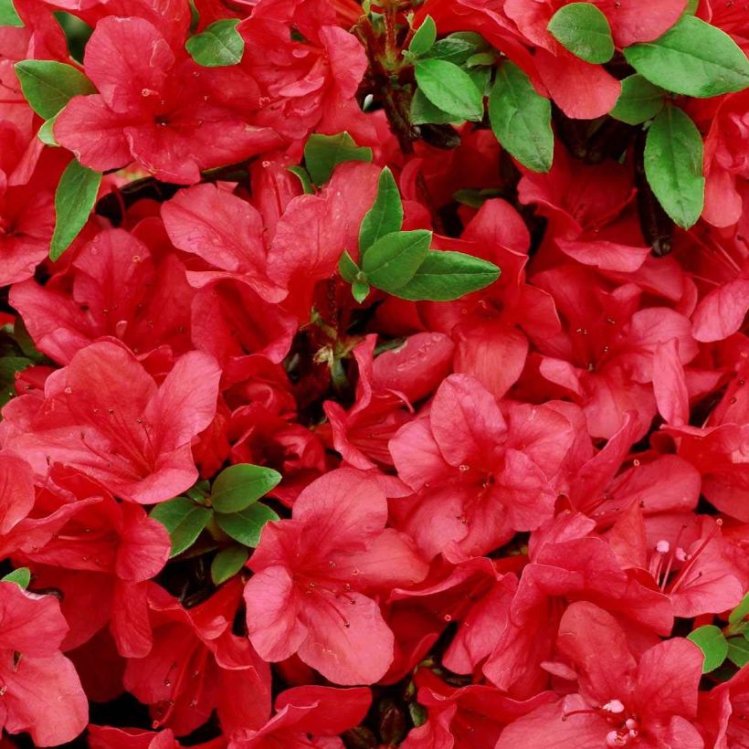 Azalea japonica Manuska (Floración)