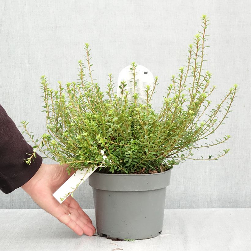 Ejemplar de Azalea serpyllifolium Maceta 3L/4L entregado en otoño