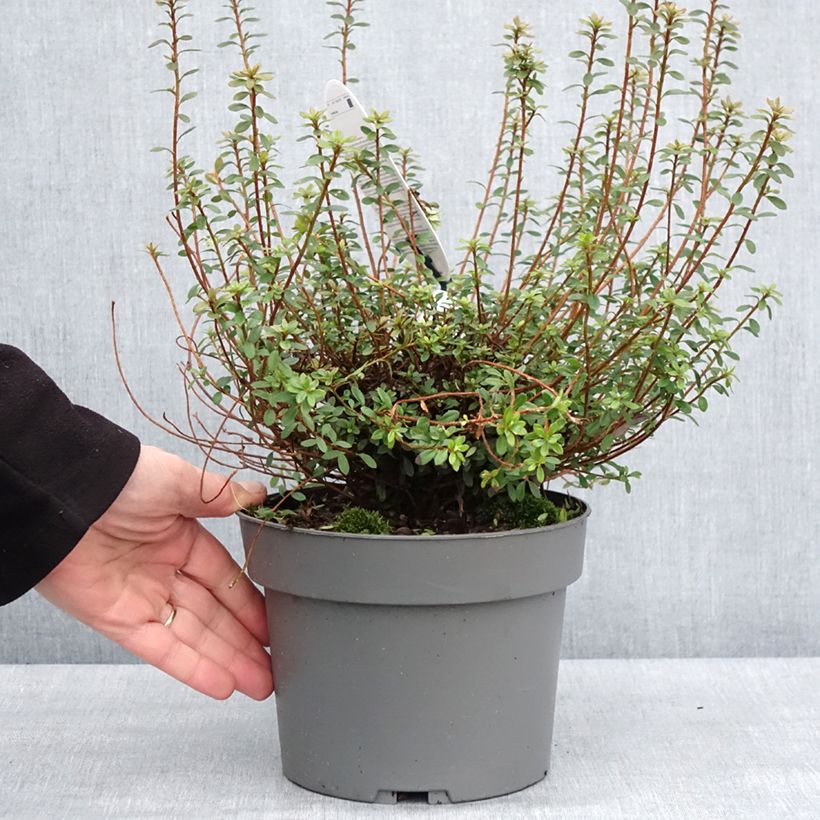 Azalea serpyllifolium Maceta 3L/4L Ejemplar entregado en invierno